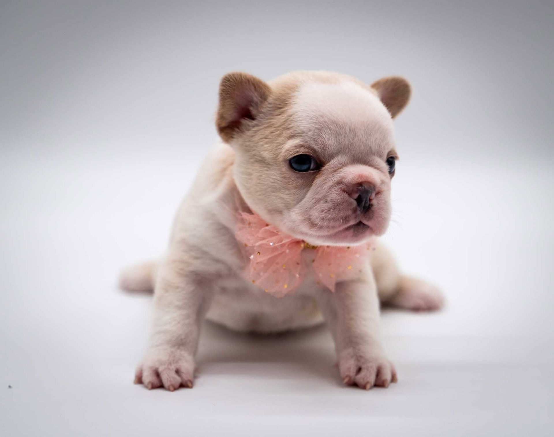 Cream-colored French bulldog puppy sitting on a white background, wearing a pink bow collar