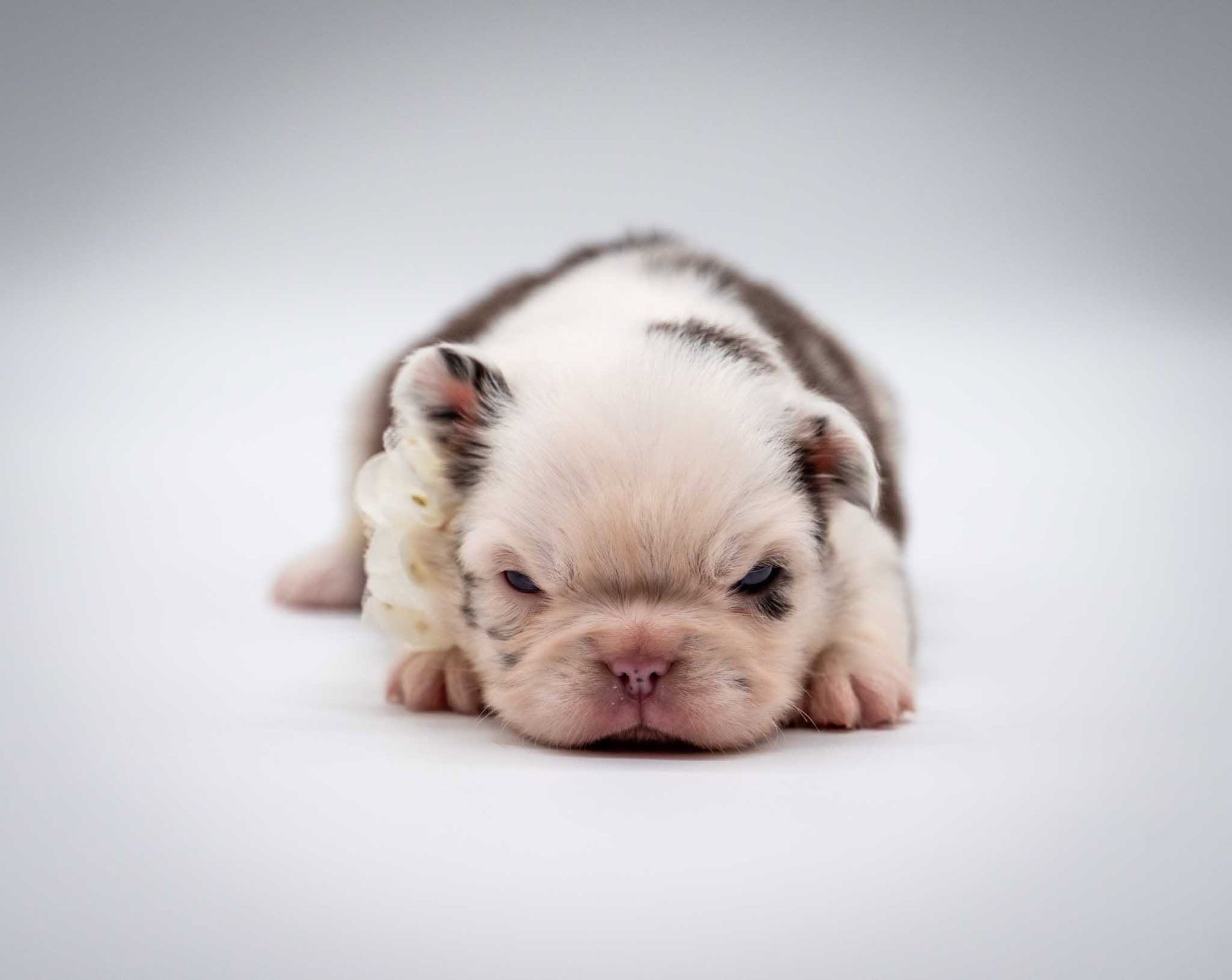 Sleeping white-and-brown bulldog puppy on a soft white background