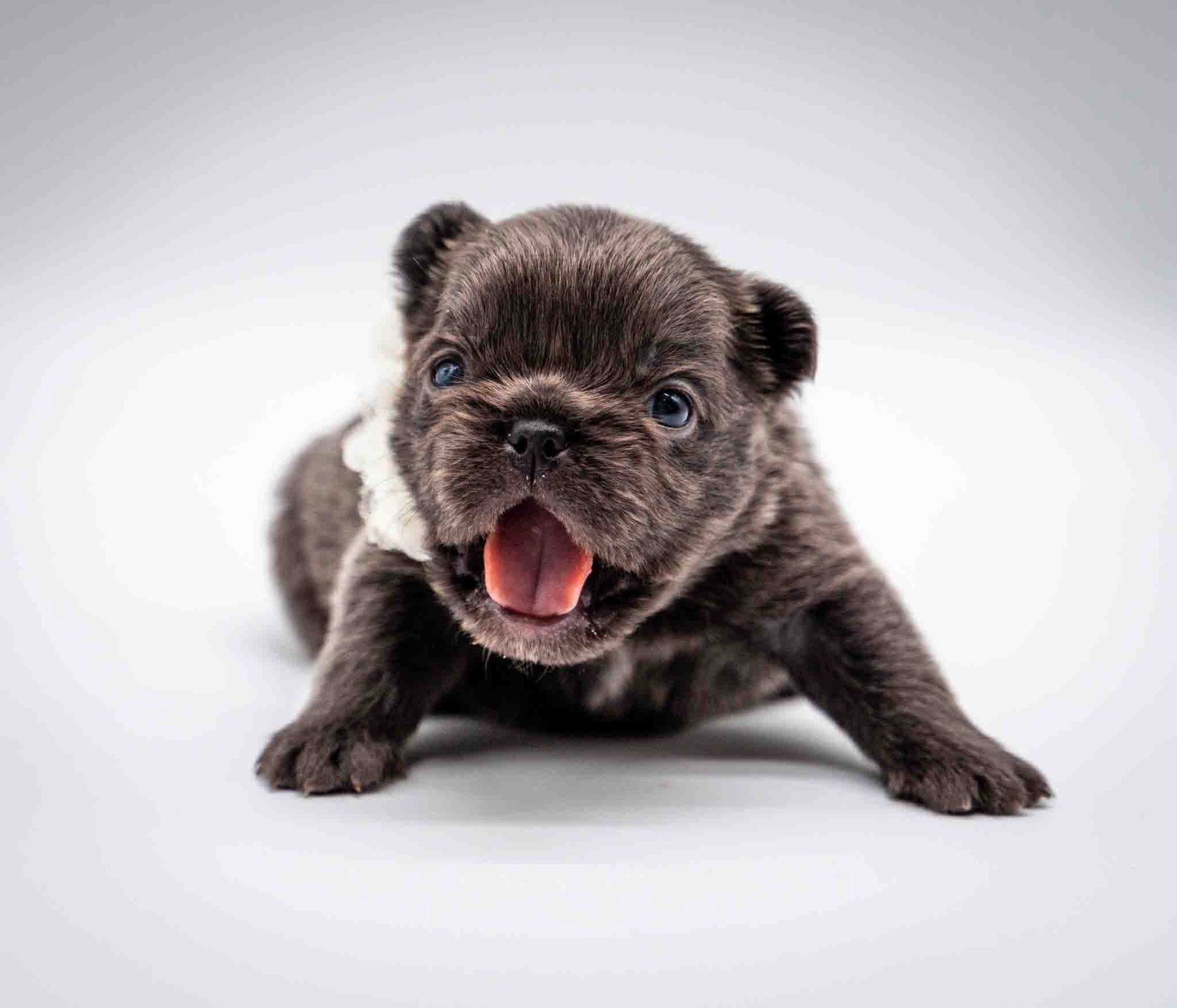 Tiny dark puppy with mouth open, lying on a white background