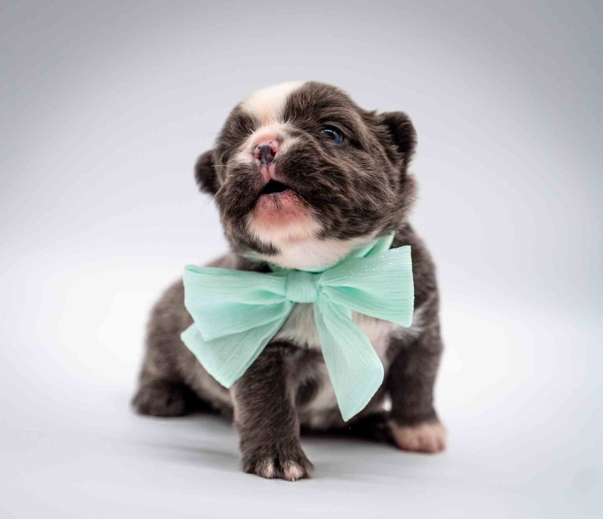 Small puppy with a mint green bow tie sitting on a light gray studio background