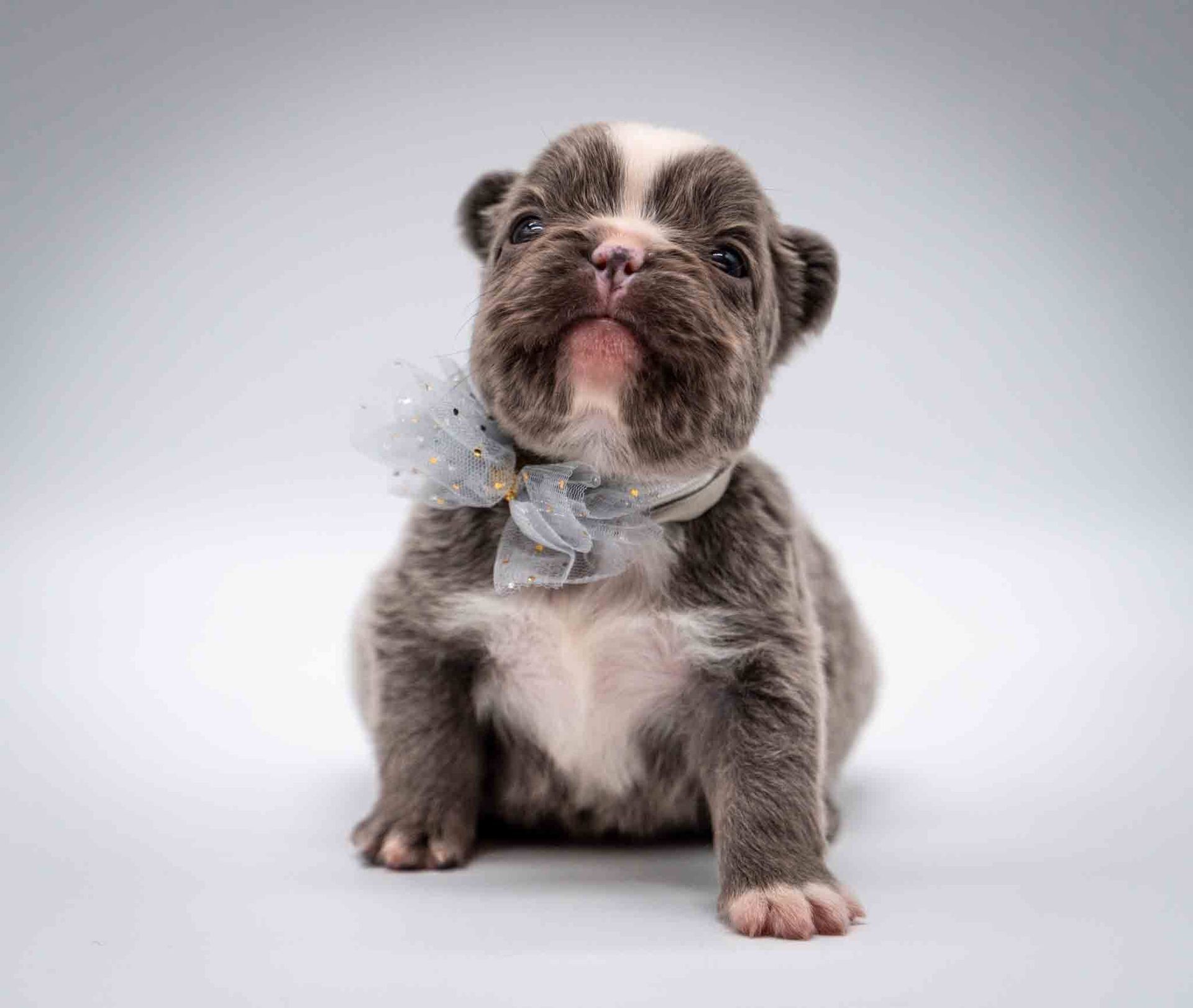 Small gray-and-white puppy with a bow tie, sitting on a light background, looking forward.