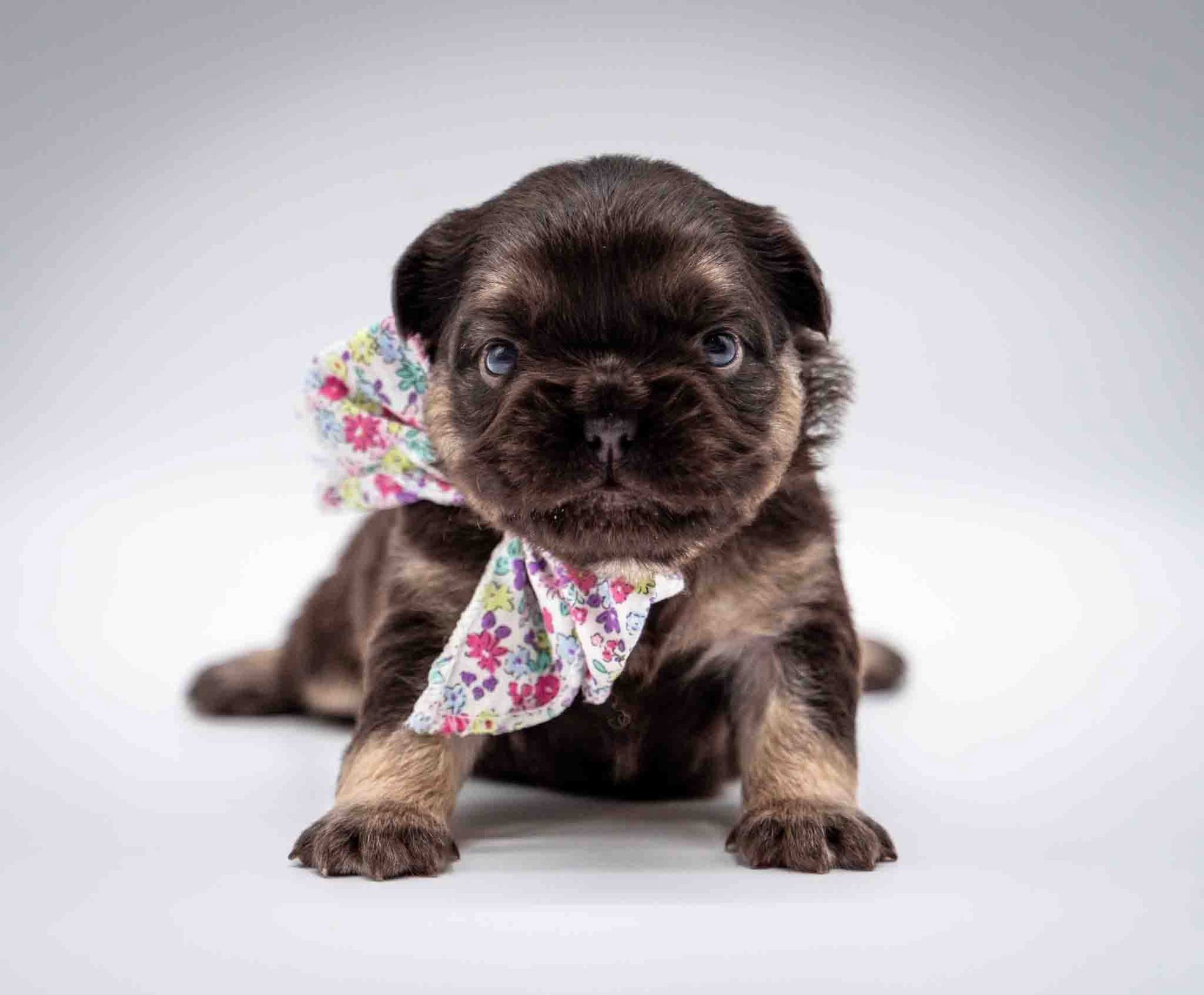 Small black puppy with a floral bow posing on a white background