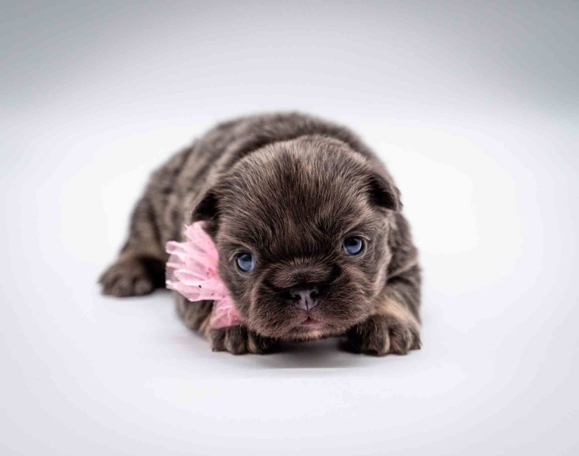 Brown puppy with a pink flower collar lying down on a white background
