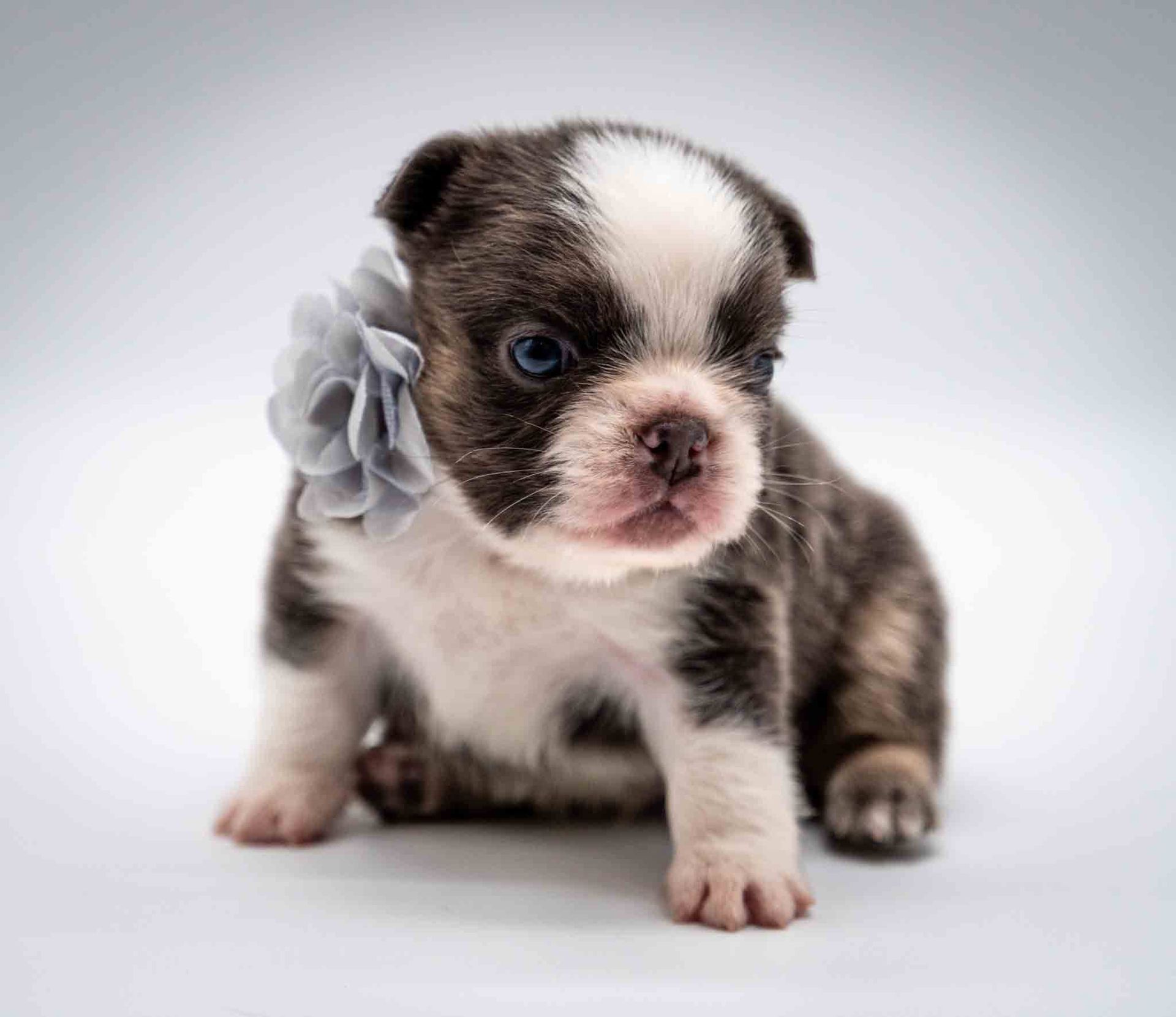 Tiny black-and-white puppy with a gray flower on its ear, sitting on a white background