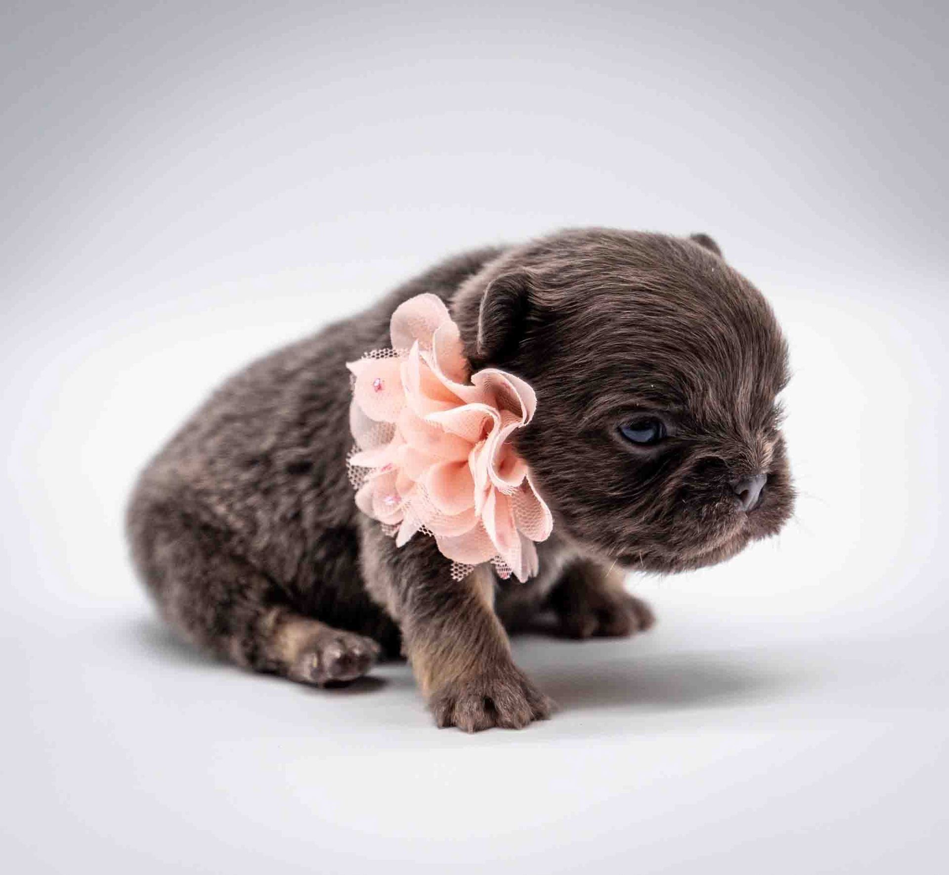 Small brown puppy with a pink flower collar on a white background