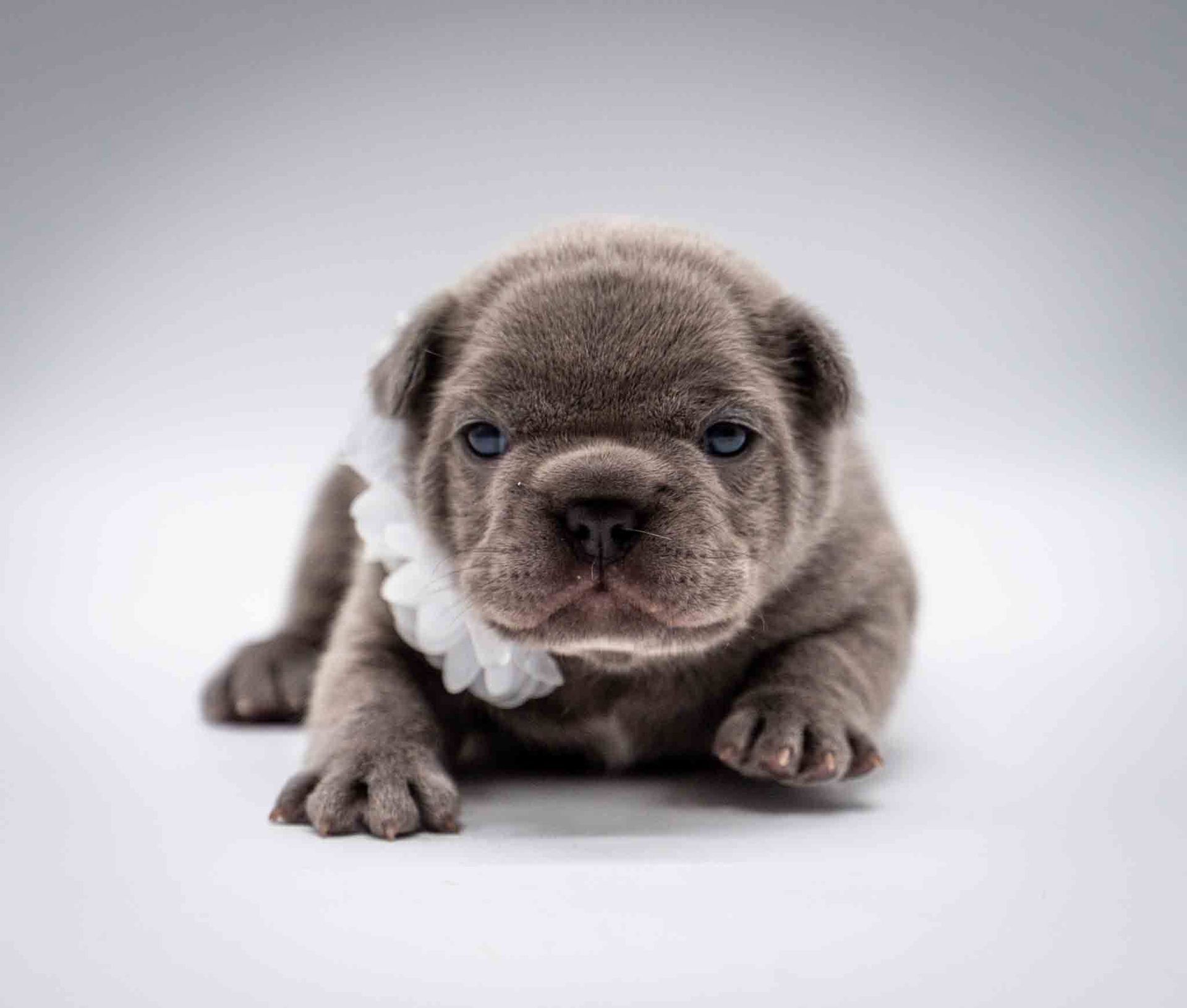 Small gray puppy with a white ruffled collar, lying on a white background and looking at the camera
