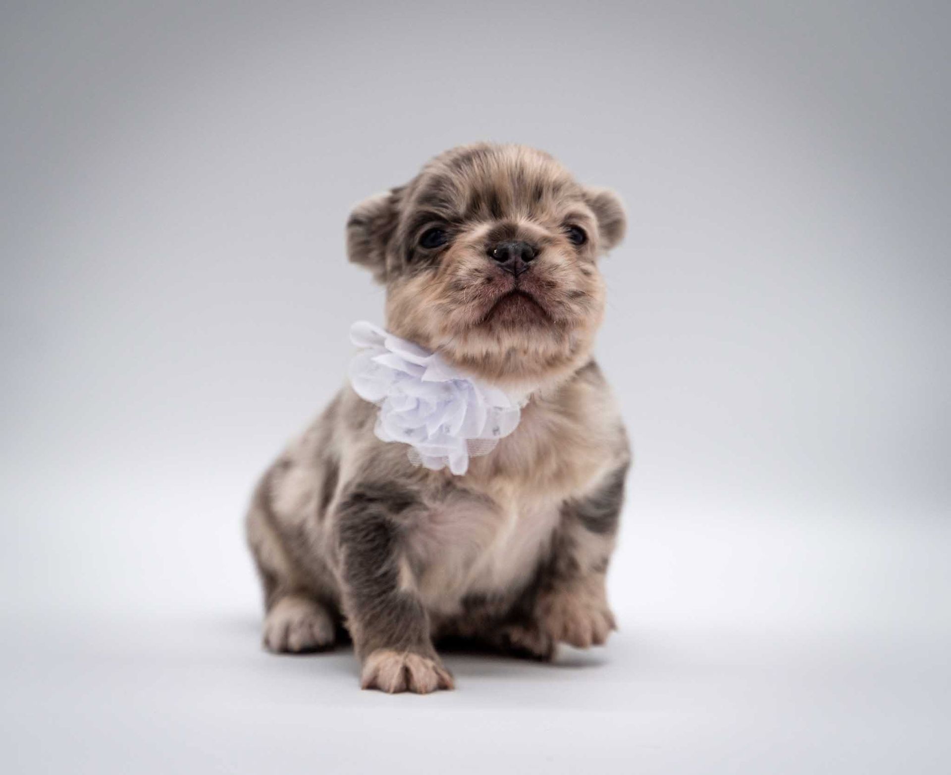 Small fluffy puppy wearing a white ruffled collar, sitting against a light gray background.