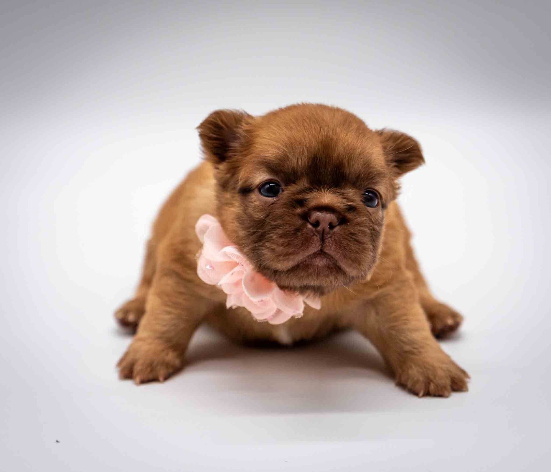 Small brown puppy wearing a pink ruffled collar, sitting on a white background