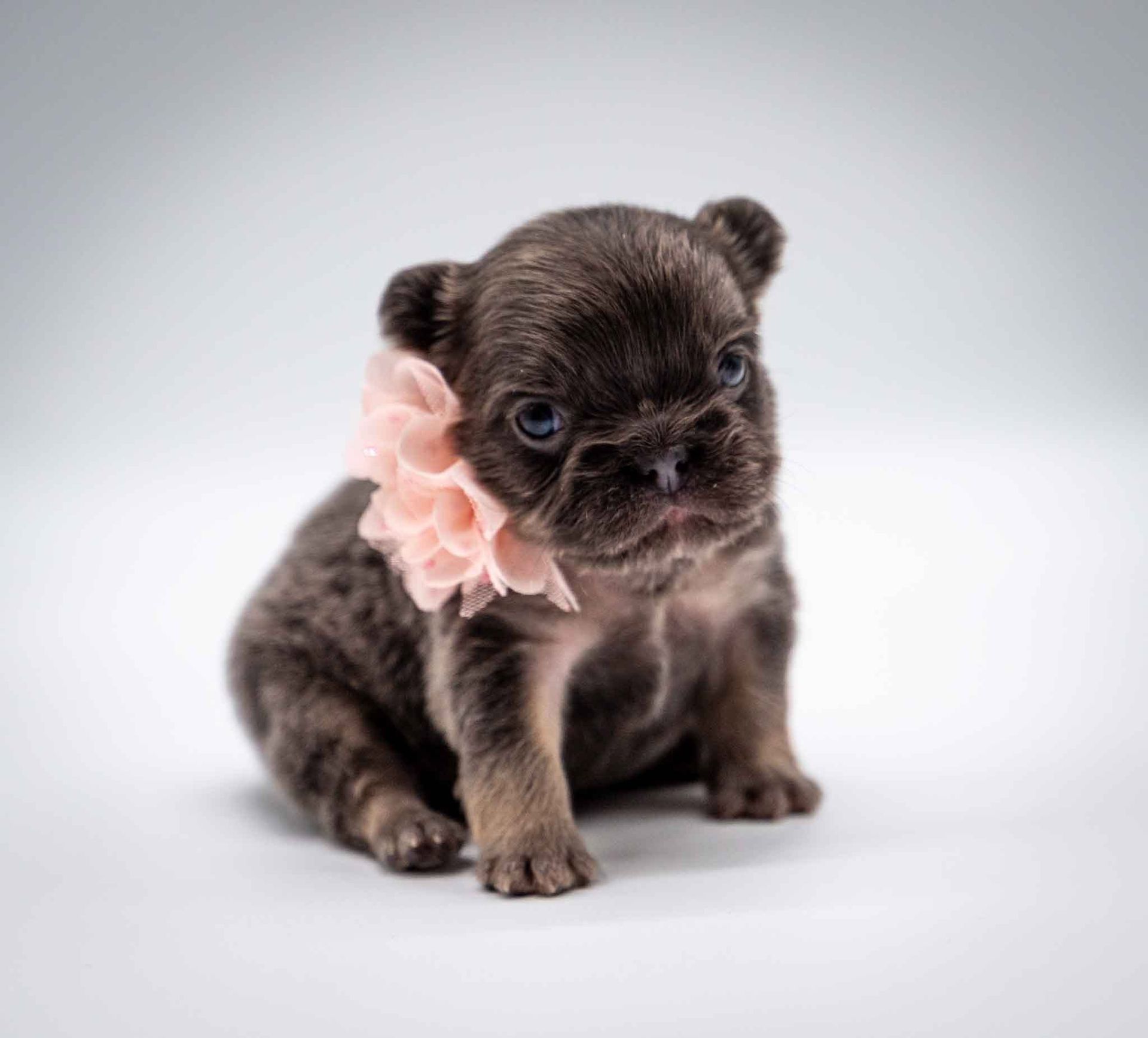 Small brindle puppy wearing a pink flower collar, sitting on a light background