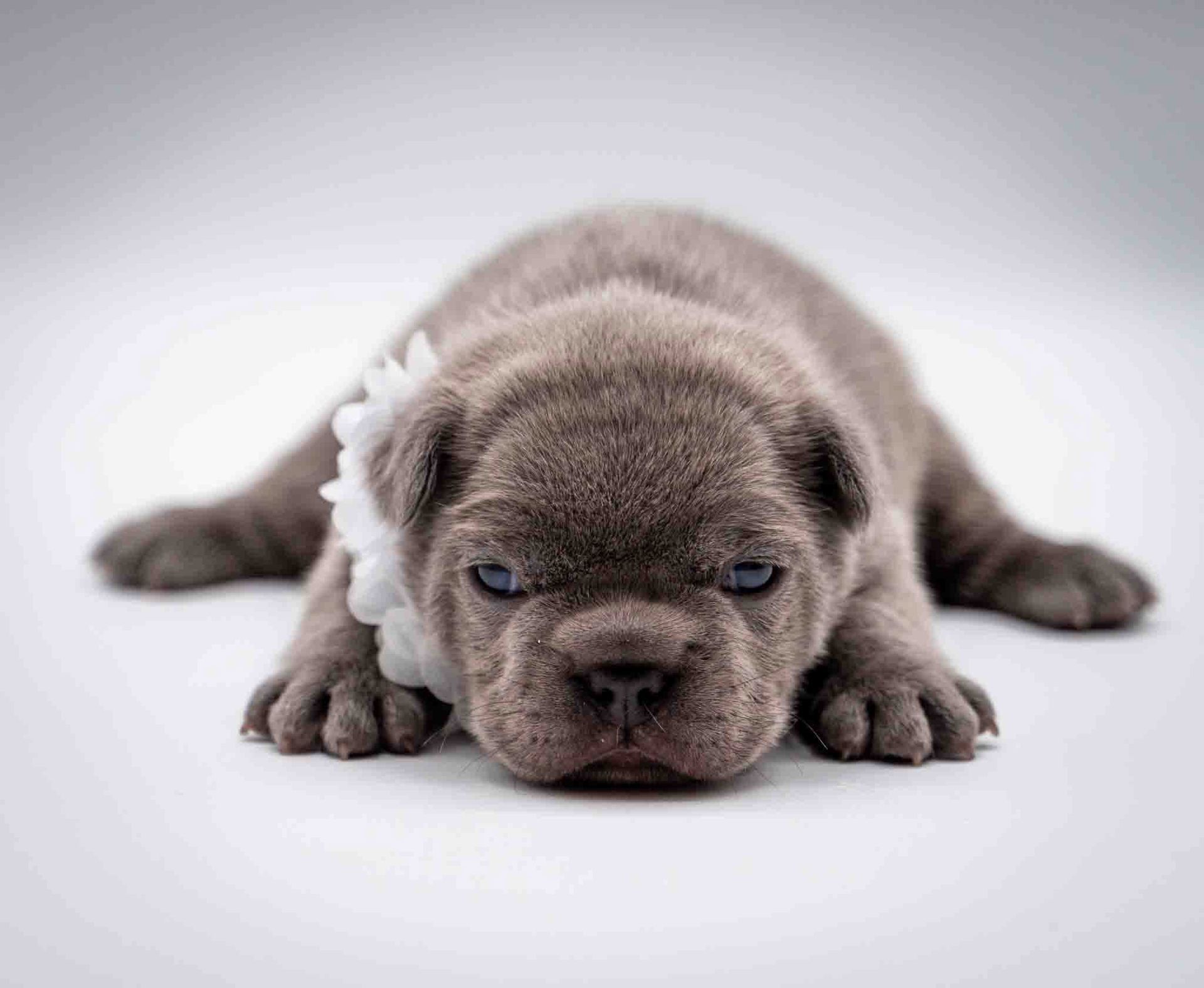 Gray puppy lying on a white surface, looking forward with sleepy eyes.