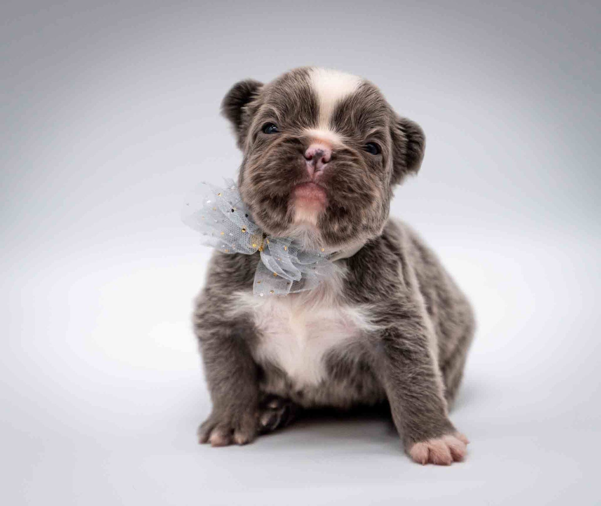 Small gray-and-white puppy sitting on a white background with tongue out.