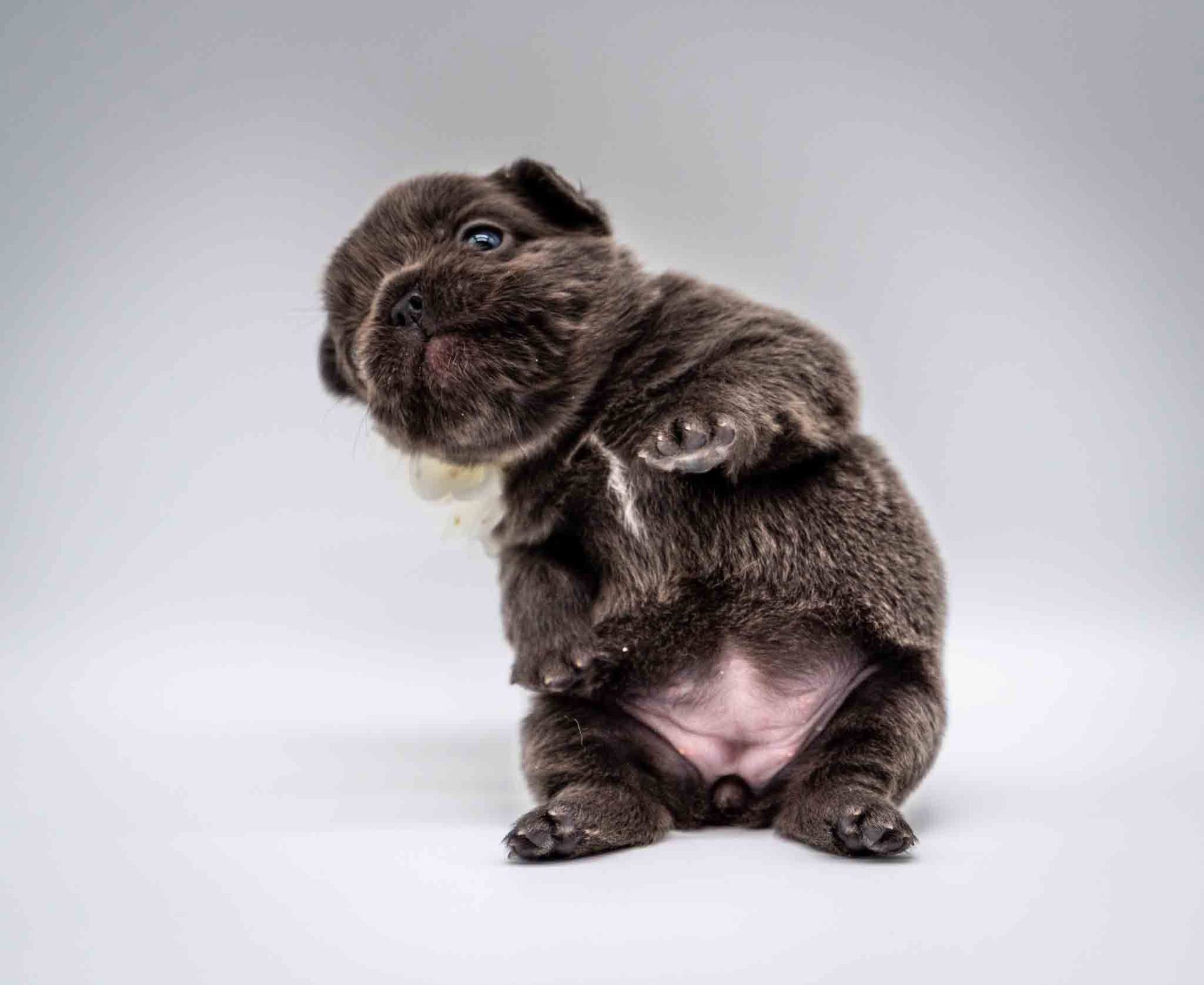 Small dark brindle pug puppy sitting and looking upward on a plain light gray background