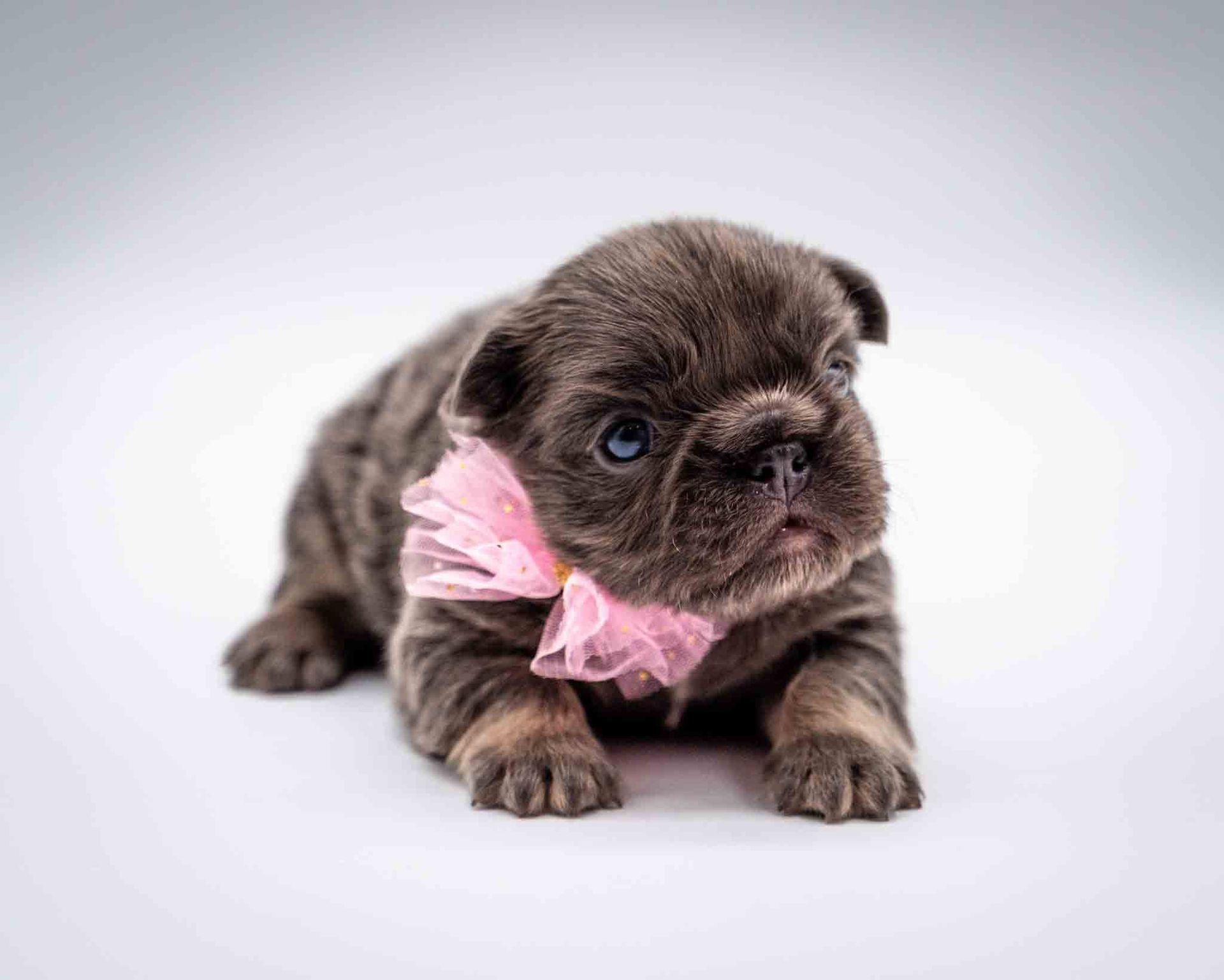 Tiny brown puppy with a pink ribbon on a white background