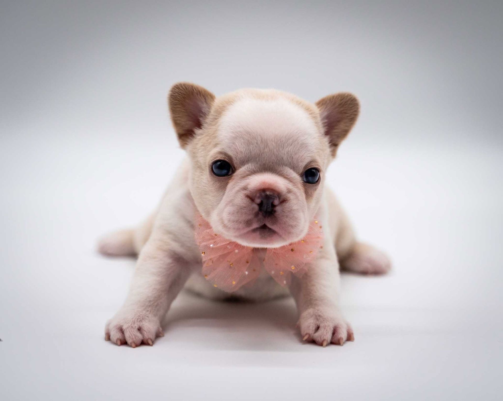 Small cream French Bulldog puppy with a pink bow lying on a white background, looking forward