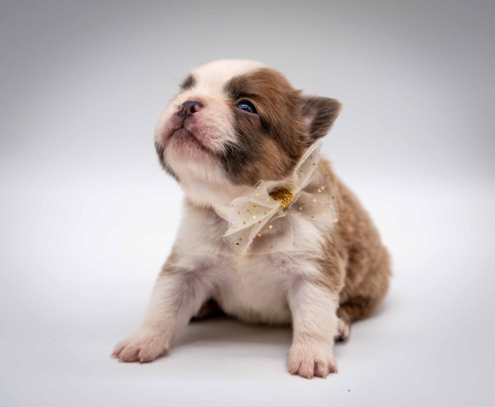 Tiny brown-and-white puppy sitting on a white background, looking upward with a curious expression