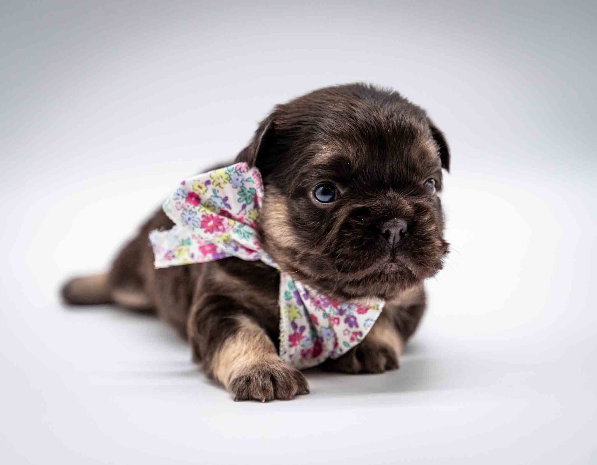 Small brown puppy in a floral shirt lying on a white studio background