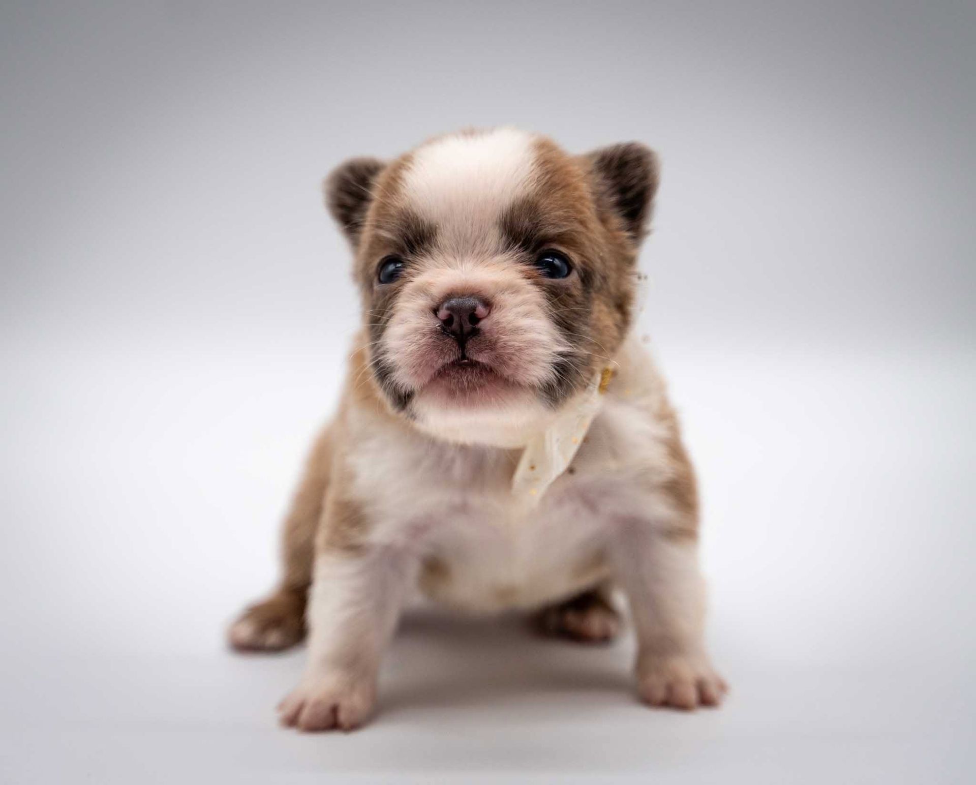 Small brown-and-white bulldog puppy sitting on a plain white background