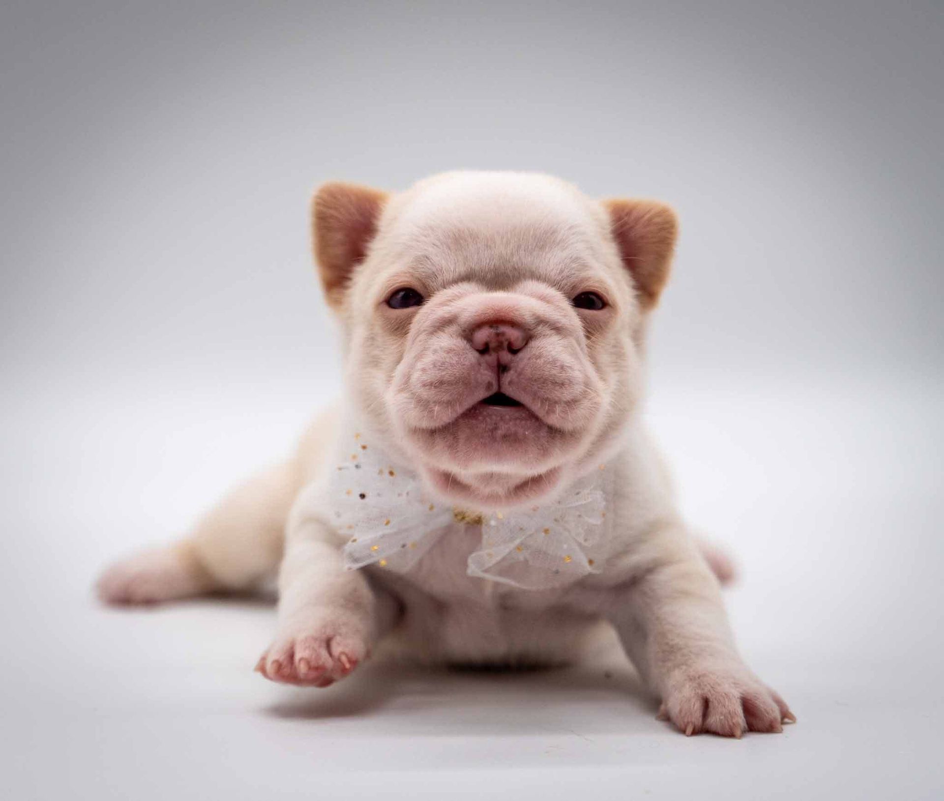 Small cream-colored bulldog puppy sitting on a white background, facing forward with a sleepy expression