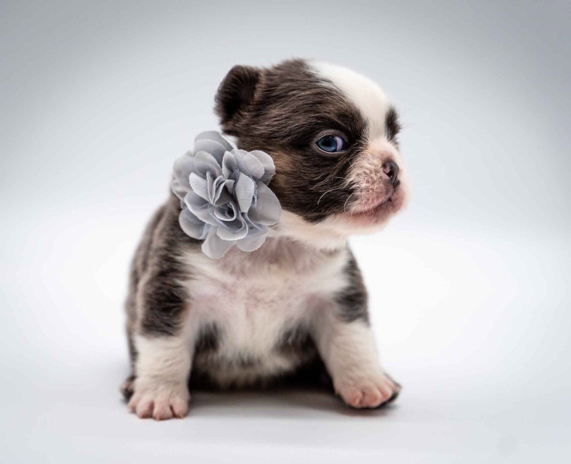 Small brown-and-white puppy with a gray flower on its ear, sitting on a white background