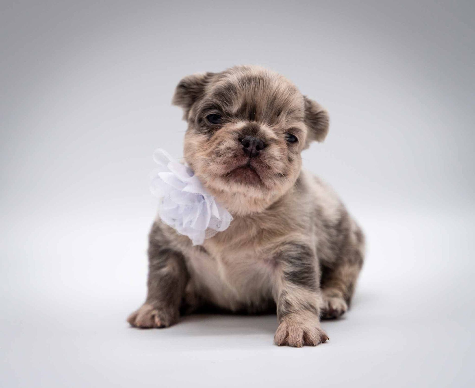 Small fluffy puppy with a white bow sitting on a light gray background