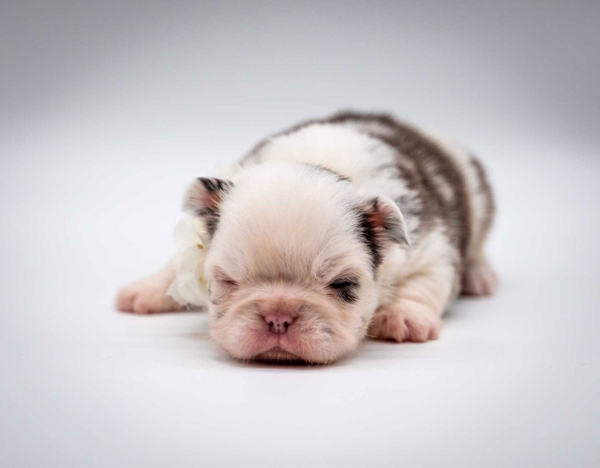 Sleeping bulldog puppy on a white background