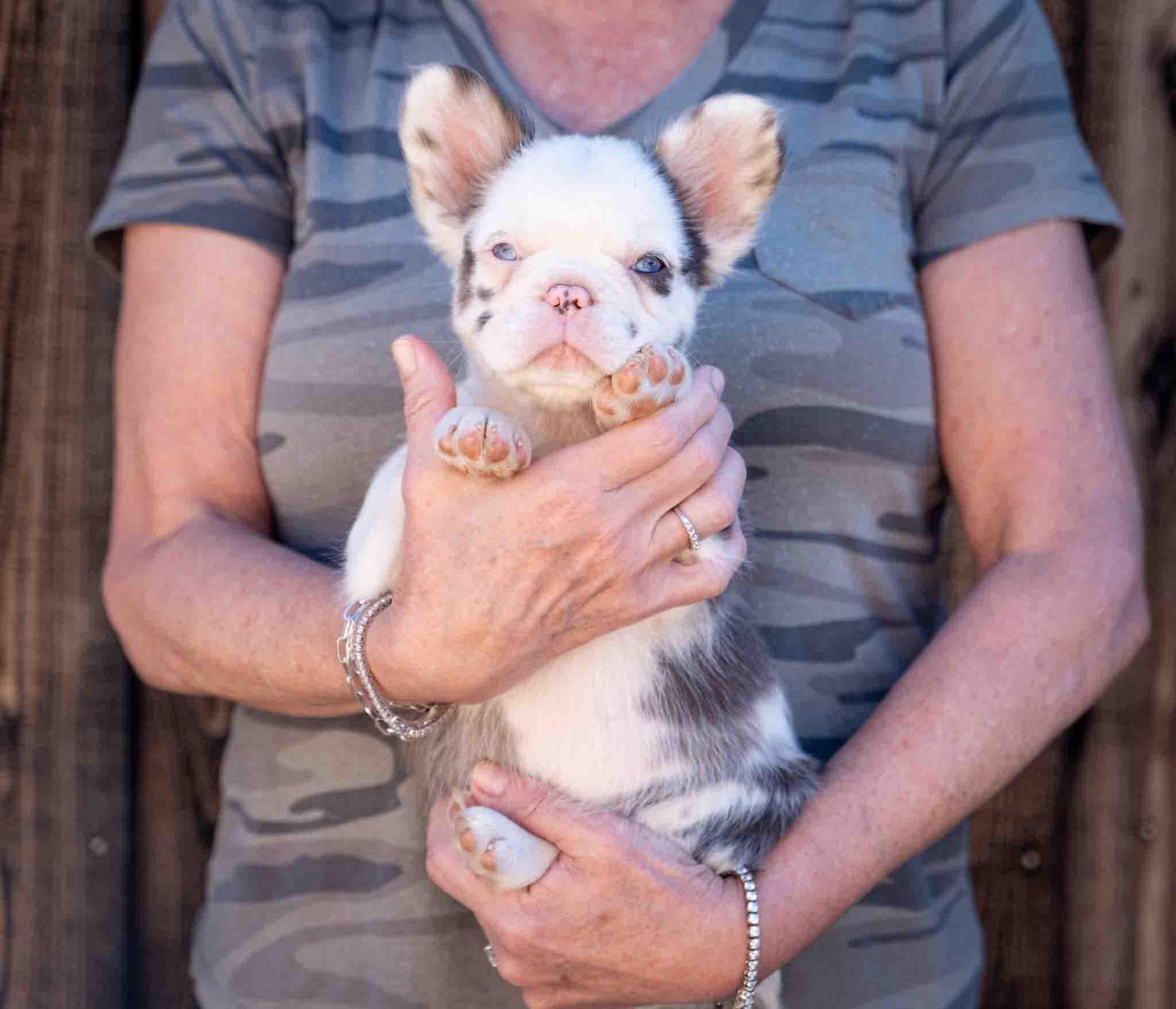Tiny French bulldog puppy held in someone’s arms, with a gray striped coat and large ears