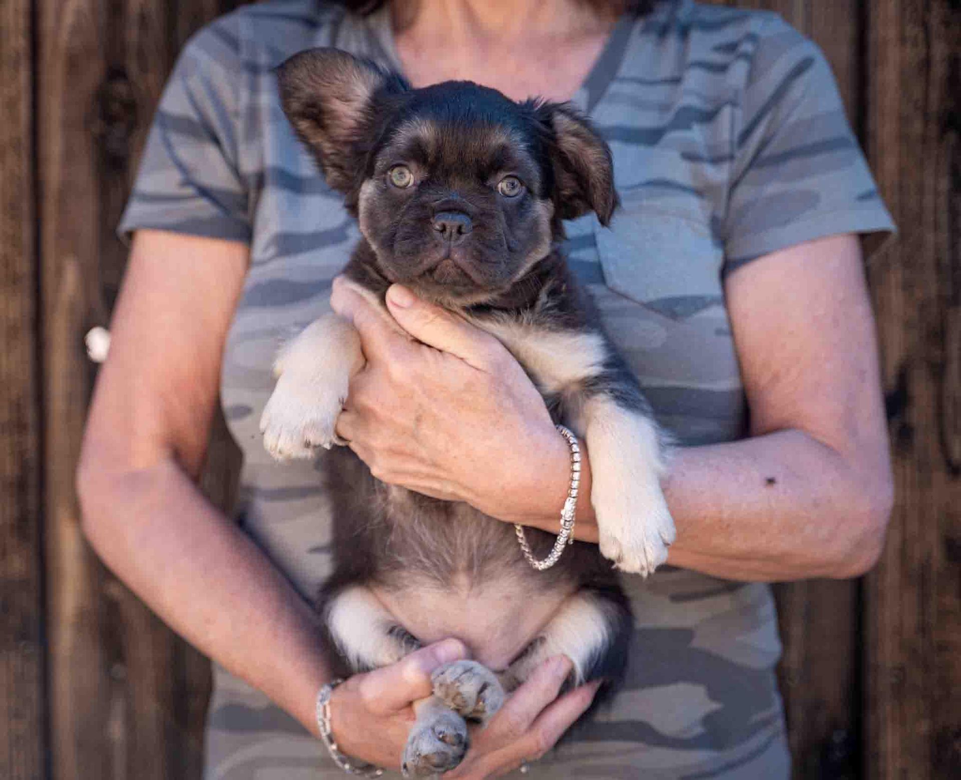 Small black-and-tan puppy being held in someone’s arms, with a striped shirt in the background