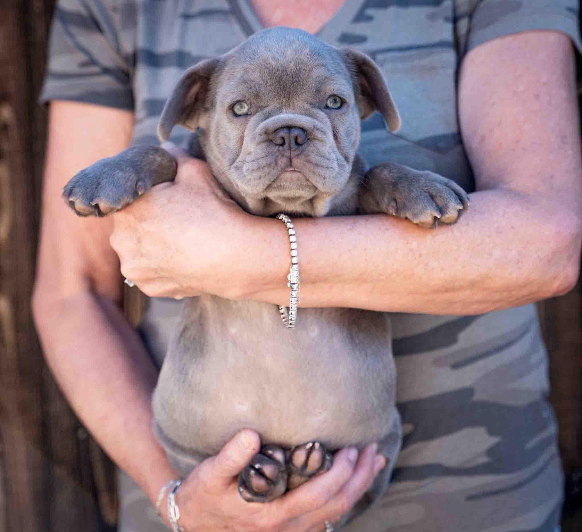Gray puppy being held in someone’s arms, looking forward with a calm expression.