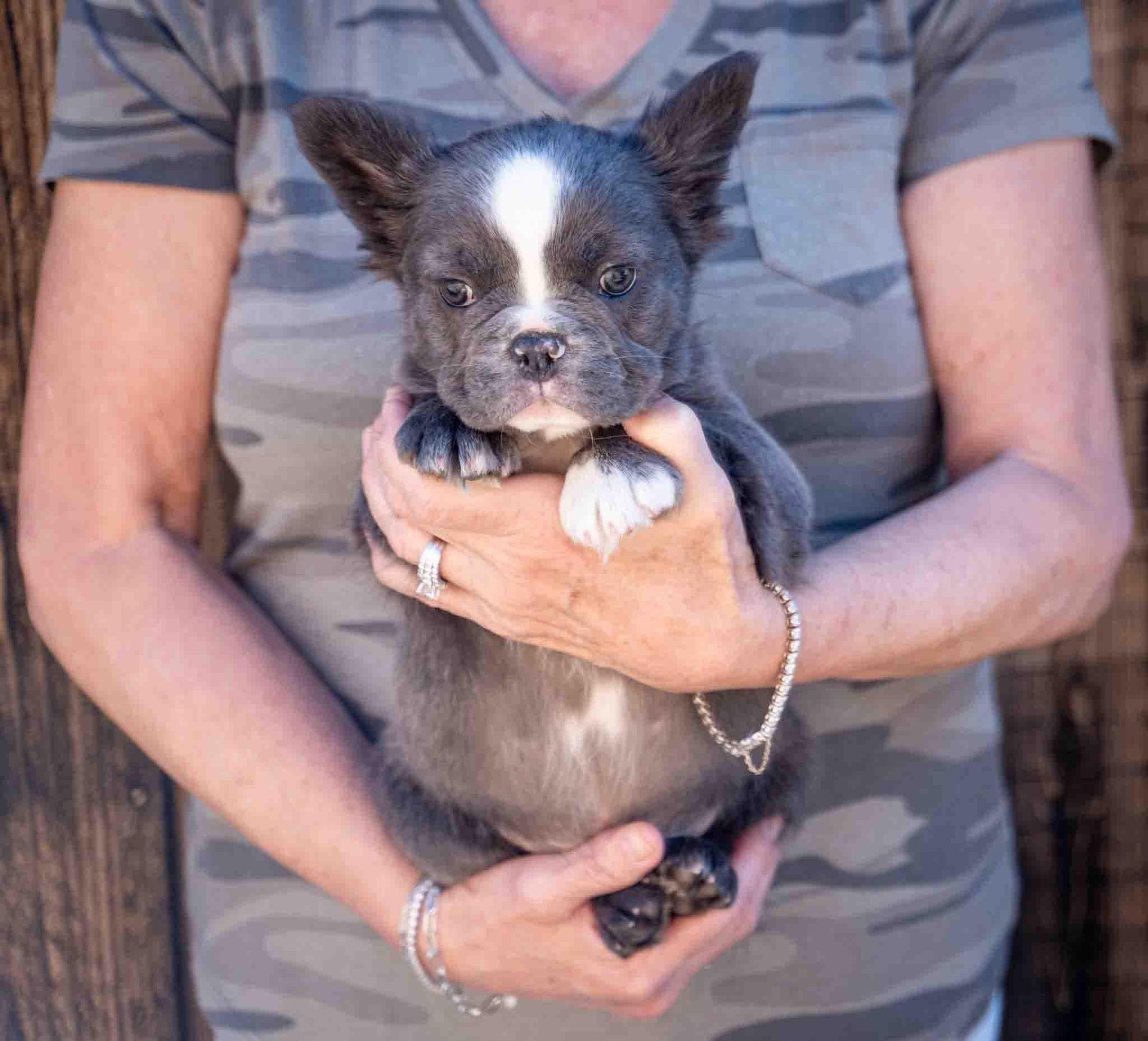 Small black-and-white puppy being held in a person’s arms, with a white blaze on its face.