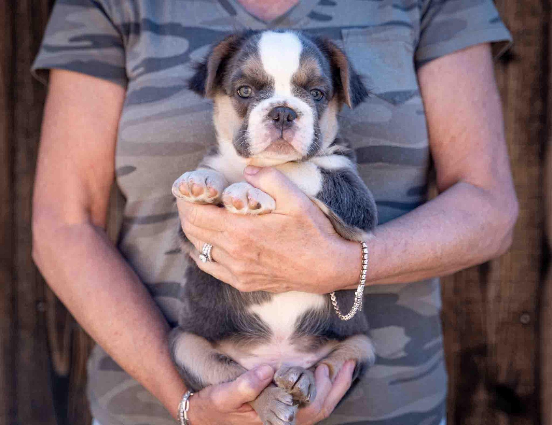Small bulldog puppy being held in someone’s hands, with a camouflage shirt in the background