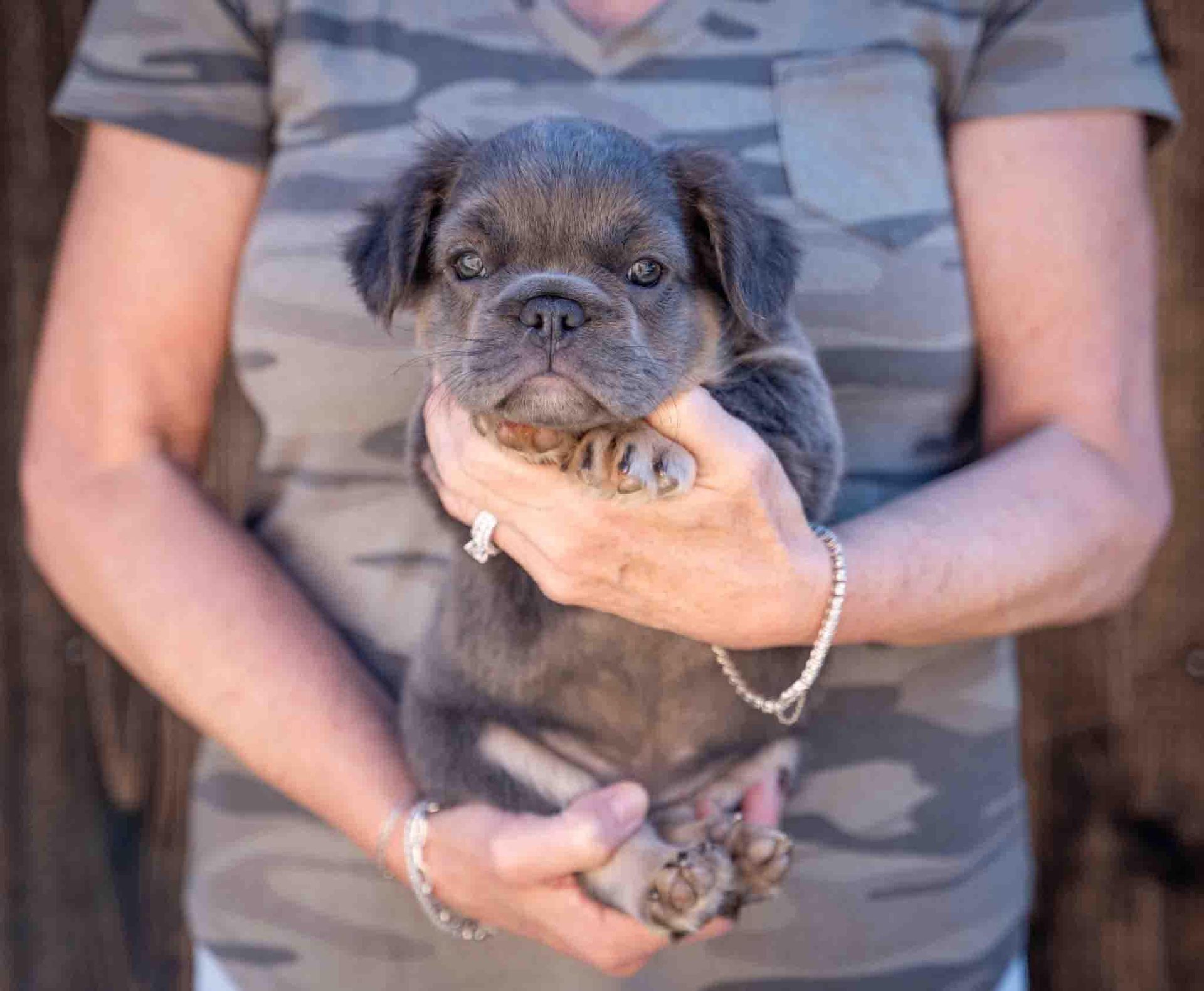 Small black puppy being held in someone’s arms, wearing a camouflage shirt background