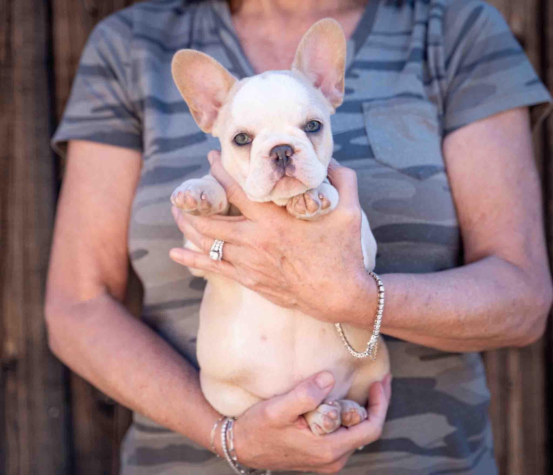 Small cream French bulldog puppy being held against a person’s chest outdoors, with a striped shirt background