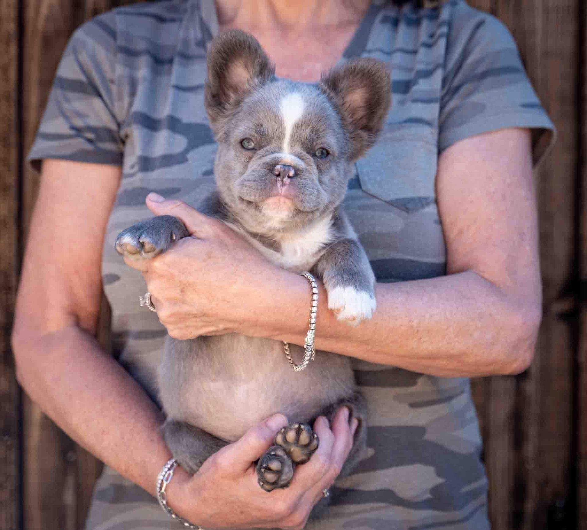 Person holding a small gray-and-white French bulldog puppy against a wooden backdrop