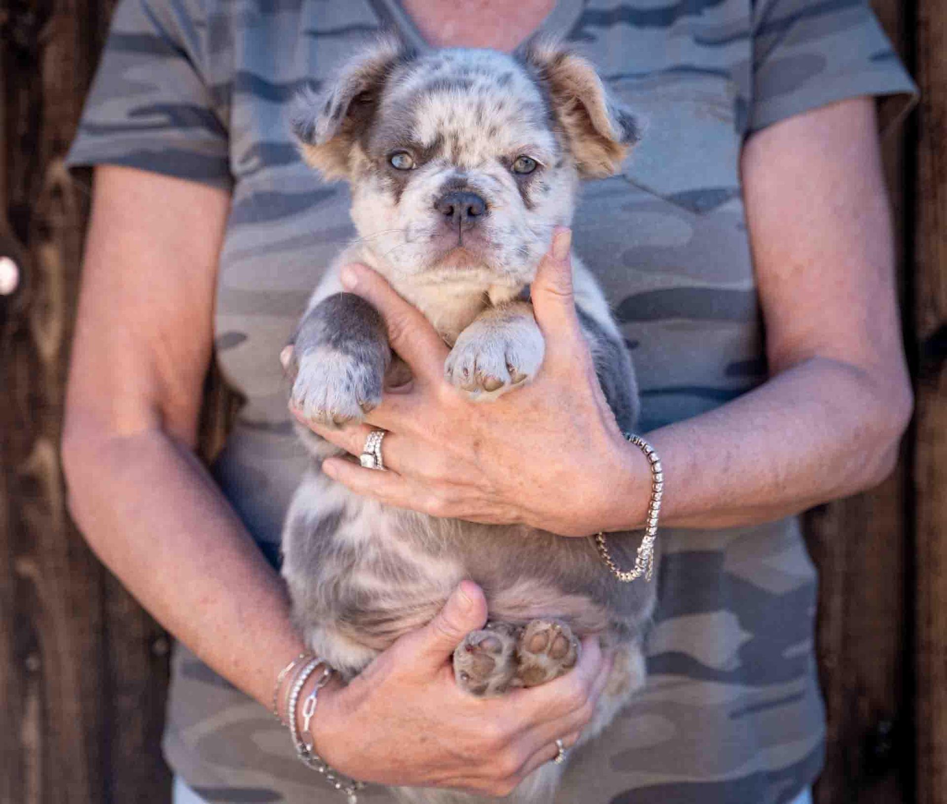 Small bulldog puppy being held in someone’s arms, wearing a camo shirt in the background