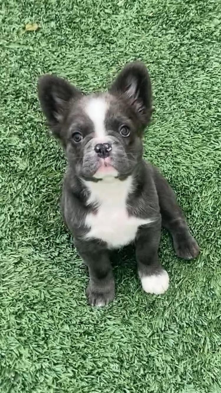 Small black-and-white puppy sitting on green grass, looking up at the camera.