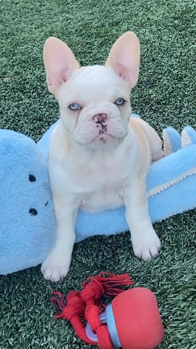 White French bulldog puppy sitting on grass beside blue plush toys and a red toy ball