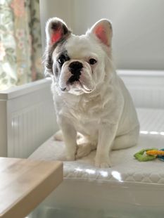 White French bulldog sitting on a bright windowsill beside a small toy, looking at the camera.