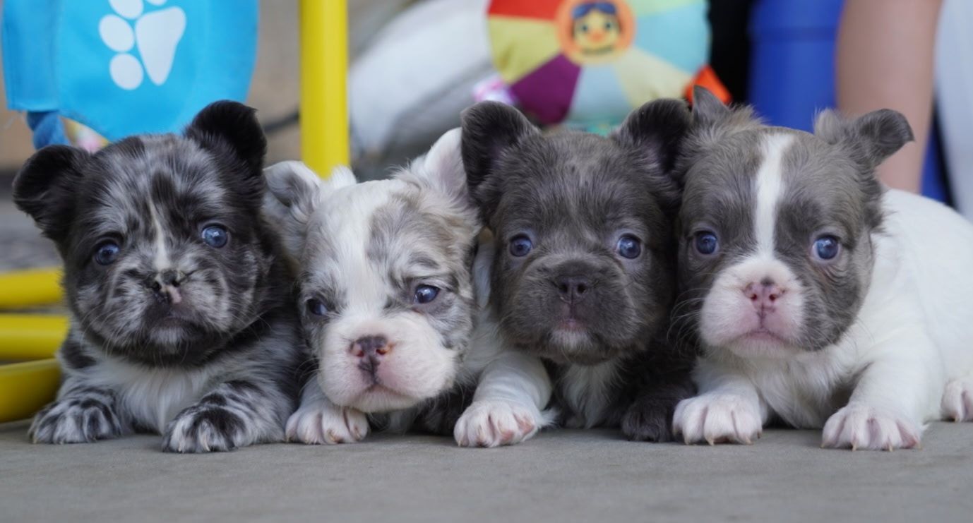 Four fluffy puppies lying side by side, including gray, black, and white coats, on a floor.