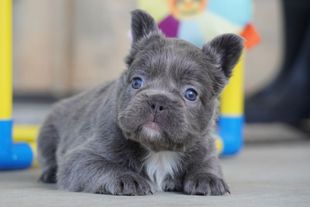 Gray puppy with blue eyes lying on a floor, looking at the camera