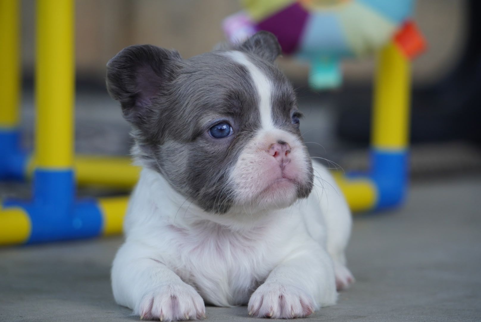 Small black-and-white puppy lying on a floor with blurred colorful toys in the background