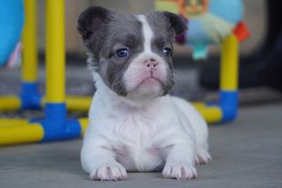 Small black-and-white puppy sitting on a floor with a blurred colorful play structure behind it