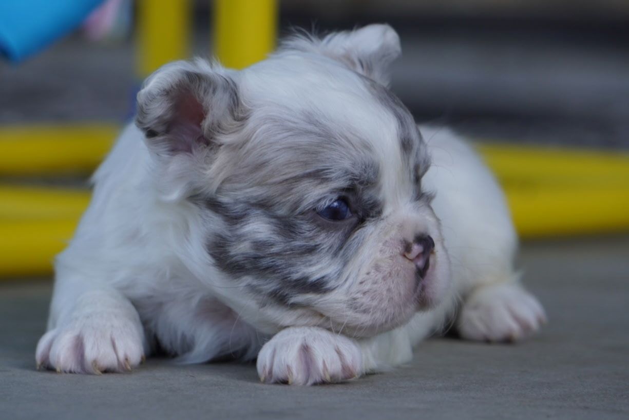 Small white-and-gray puppy lying on a floor, looking to the side.