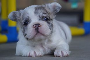 Small white-and-gray puppy lying on the floor with a curious expression
