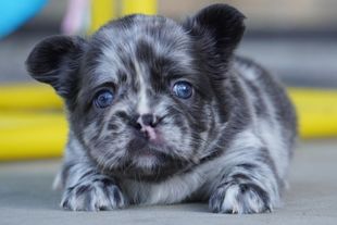 Small brindle puppy with blue eyes lying on the floor, looking at the camera