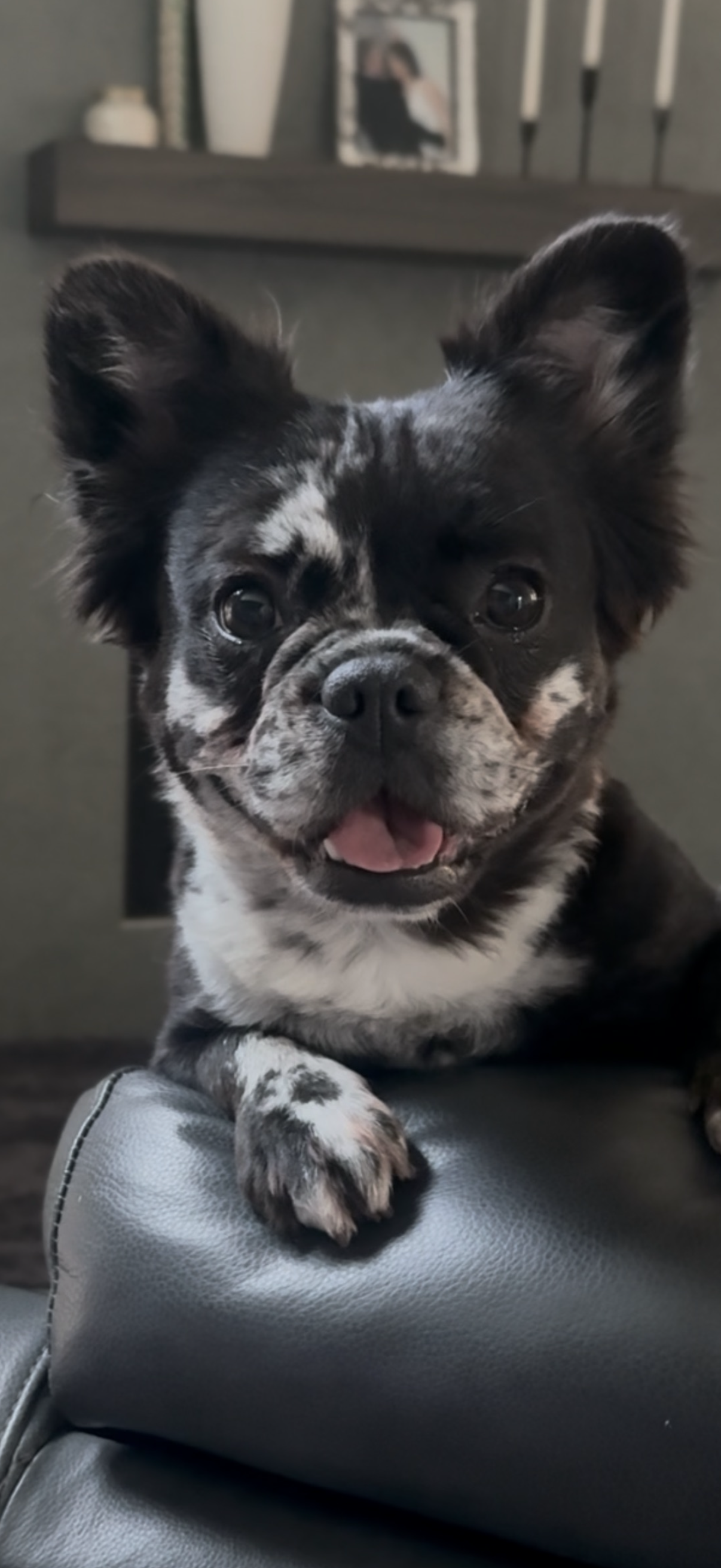 Small black-and-white dog resting on a couch, looking at the camera with its tongue out.