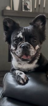Small black-and-white dog resting on a couch, looking at the camera with its tongue out.