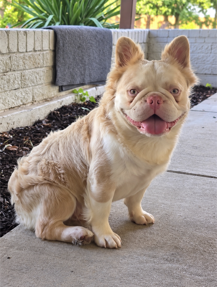 Fluffy cream-colored dog sitting on a sidewalk, panting with a happy expression near a stone wall