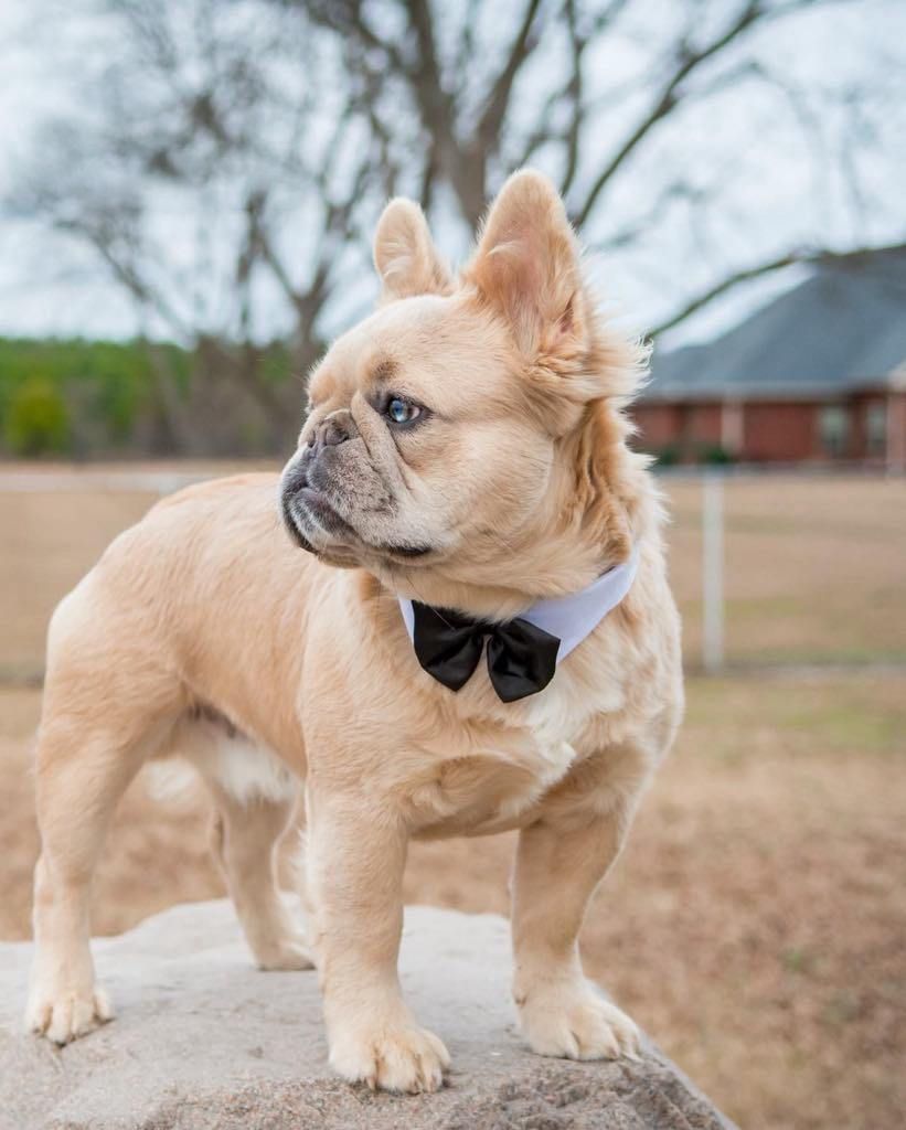 Tan French bulldog wearing a black bow tie standing outdoors on a lawn