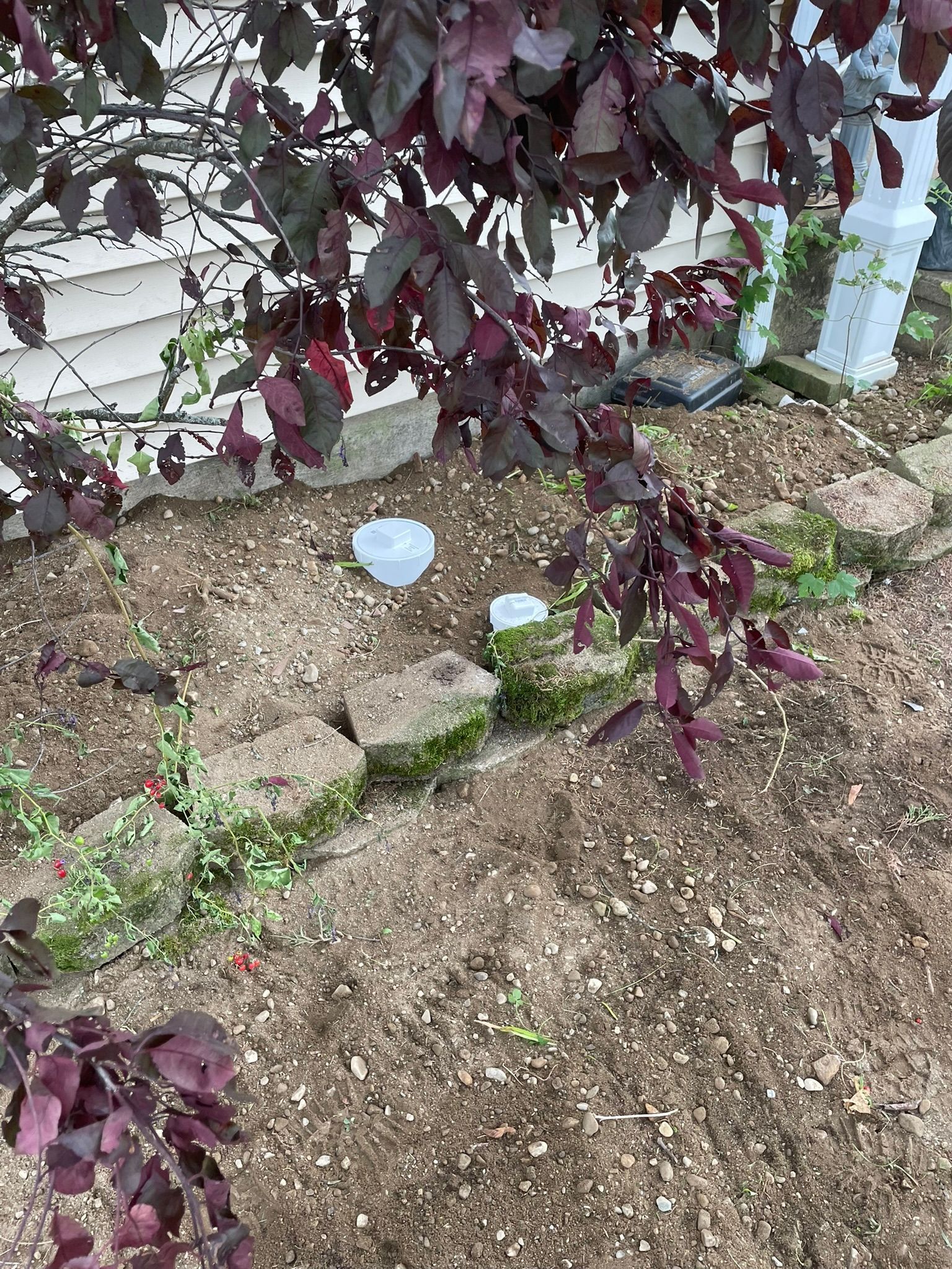 Purple-leaf shrub over a bare garden bed with a small blue marker near a white house foundation