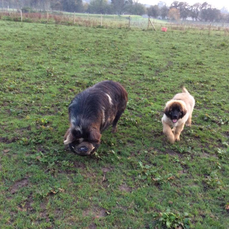 A dog and a pig are playing in a grassy field